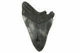 Partial Fossil Megalodon Tooth - Serrated Blade #295390-1